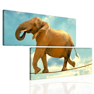 Obraz Slon na laně 170x100 cm