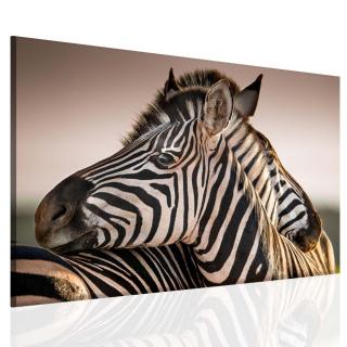 Obraz zebry 30x20 cm