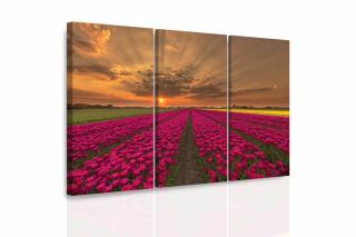 Vícedílný obraz pole tulipánů 150x100 cm