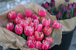 Poukaz na tulipánové předplatné 1 svazek: (15 ks)