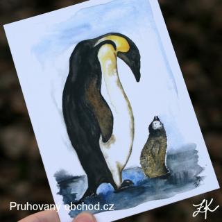 Tučňák císařský - pohlednice
