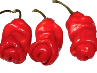 Peter Penis Pepper Red - semínka chilli