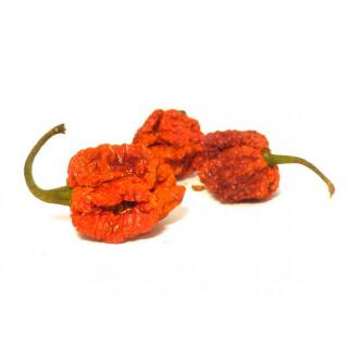 Trinidad Scorpion Moruga sušené