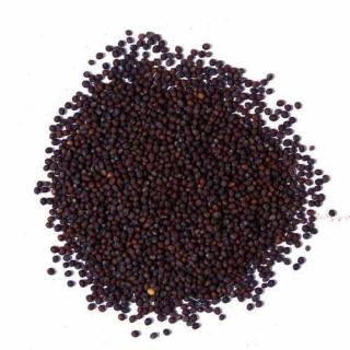 Hořčičné semínko černé Hmotnost: 1000g