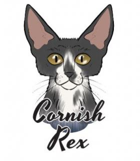 Samolepka na auto CORNISH REX