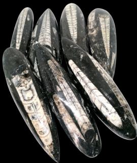 Orthoceras, fosílie Maroko 12-14 cm, AKCE