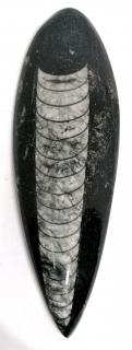 Orthoceras, fosilie váha 113 g