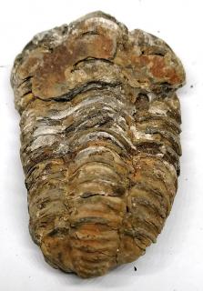 Trilobit CALYMENE, maxi - 92,5g