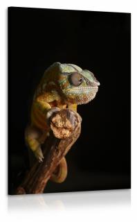 Obraz Chameleon II. Velikost (šířka x výška): 50x75 cm