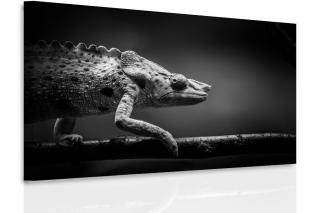 Obraz - chameleon Velikost (šířka x výška): 120x80 cm