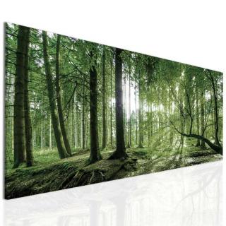 Obraz ranní slunce v lese Velikost (šířka x výška): 100x45 cm