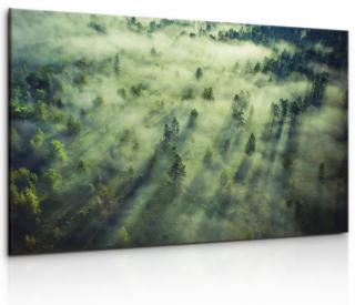 Obraz tajemný les plný mlhy Velikost (šířka x výška): 120x80 cm