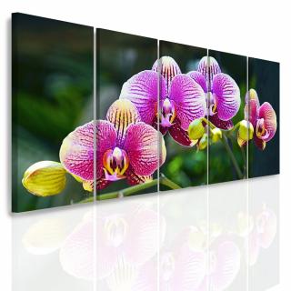 Vícedílný obraz - Divoká orchidej Velikost (šířka x výška): 150x70 cm