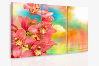 Vícedílný obraz - Orchidej a duha Velikost (šířka x výška): 120x80 cm