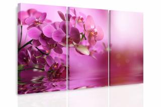 Vícedílný obraz - Orchidej na hladině Velikost (šířka x výška): 120x80 cm