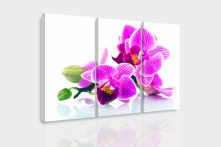 Vícedílný obraz - Orchidej v prostoru Velikost (šířka x výška): 120x80 cm