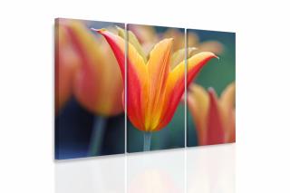 Vícedílný obraz - Tulipán Velikost (šířka x výška): 90x60 cm