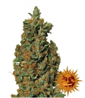 Barney´s Farm Red Diesel, feminizovaná semena konopí Balení: 10 ks