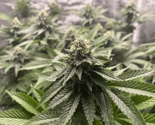 Blimburn Seeds Auto Girl Scout Cookies, feminizovaná semena konopí, samonakvétací Balení: 6 ks