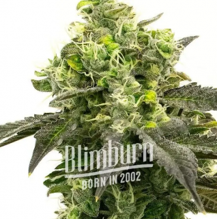 Blimburn Seeds Auto Gorilla Glue, feminizovaná semena konopí, samonakvétací Balení: 3 ks