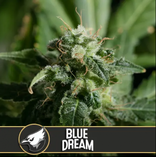 Blimburn Seeds Blue Dream, feminizovaná semena konopí Balení: 3 ks