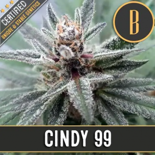 Blimburn Seeds Cindy 99, feminizovaná semena konopí Balení: 3 ks