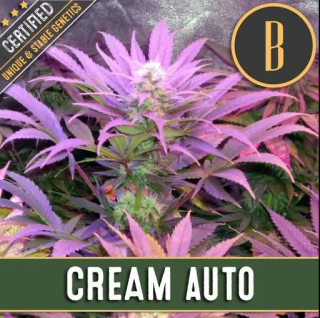 Blimburn Seeds Cream Auto, feminizovaná semena konopí, samonakvétací Balení: 3 ks