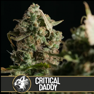 Blimburn Seeds Critical Daddy Purple, feminizovaná semena konopí Balení: 3 ks