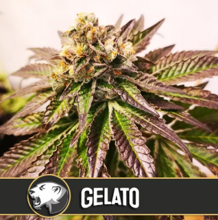 Blimburn Seeds Gelato, feminizovaná semena konopí Balení: 3 ks