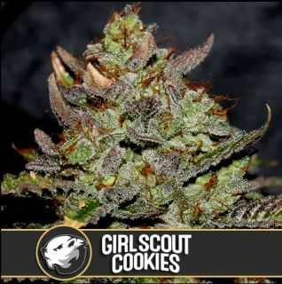 Blimburn Seeds Girlscoutcookies, feminizovaná semena konopí Balení: 3 ks