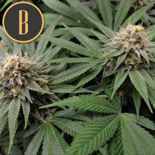 Blimburn Seeds Gorilla G4, feminizovaná semena konopí Balení: 3 ks