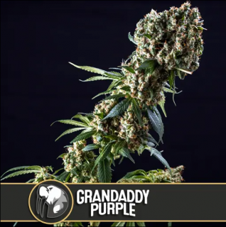 Blimburn Seeds Grandaddy Purple, feminizovaná semena konopí Balení: 3 ks