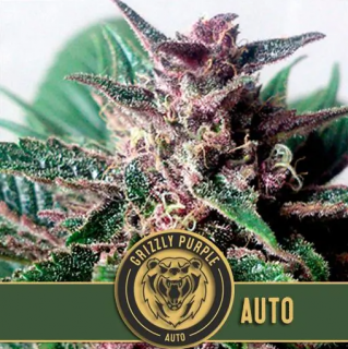 Blimburn Seeds Grizzly Purple Auto, feminizovaná semena konopí, samonakvétací Balení: 3 ks