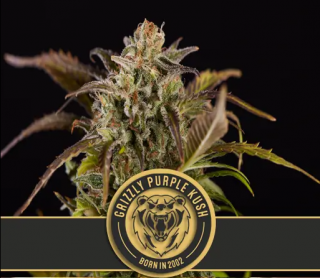 Blimburn Seeds Grizzly Purple Kush, feminizovaná semena konopí Balení: 3 ks