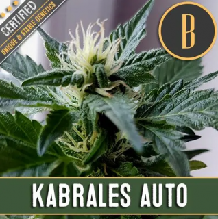 Blimburn Seeds Kabrales Auto feminizovaná autoflowering Balení: 3 ks