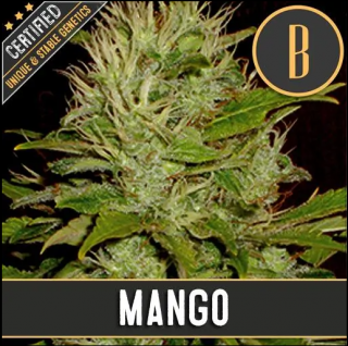 Blimburn Seeds Mango, feminizovaná semena konopí Balení: 3 ks