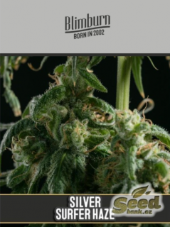 Blimburn Seeds Super Surfer Haze, feminizovaná semena konopí Balení: 3 ks