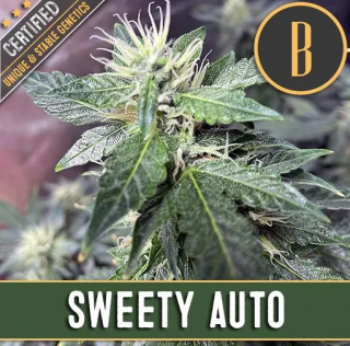 Blimburn Seeds Sweety Auto, feminizovaná semena konopí, samonakvétací Balení: 3 ks