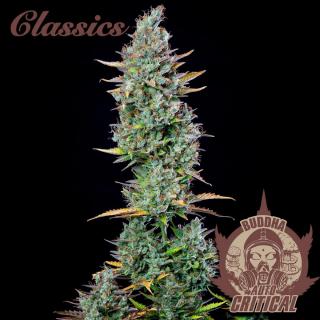 Buddha Seeds Buddhas Classics Auto Critical, feminizovaná semena konopí, samonakvétací Balení: 10ks