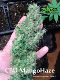 CBD Crew CBD Mango Haze, feminizovaná semena konopí Balení: 5 ks