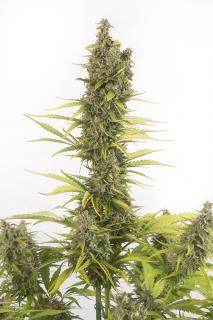 Dinafem Amnesia Autoflowering CBD, feminizovaná semena konopí Balení: 10 ks