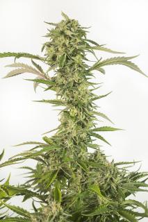 Dinafem OG Kush Autoflowering CBD, feminizovaná semena konopí Balení: 10 ks