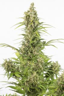 Dinafem White Widow Autoflowering CBD, feminizovaná semena konopí Balení: 10 ks