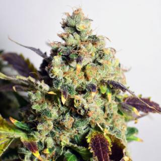 Doctors Choice DC Kush feminized Balení: 10ks