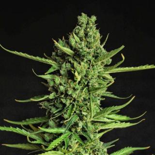 Doctors Choice Devotchka autoflowering feminized Balení: 10ks