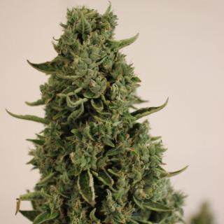 Doctors Choice Doctors Choice #1 autoflowering feminized Balení: 10ks