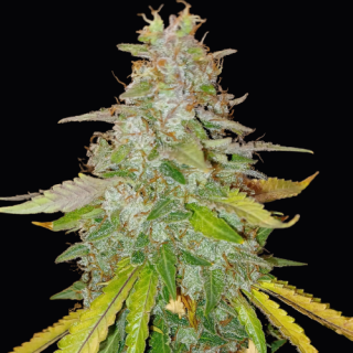 Doctors Choice Niagara autoflowering feminized Balení: 10ks