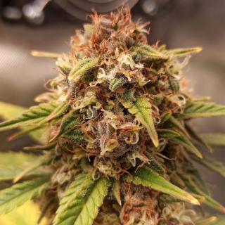 Doctors Choice Purple Ryder autoflowering feminized Balení: 10ks