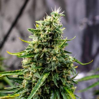 Doctors Choice Rock Machine autoflowering feminized Balení: 10ks