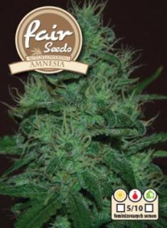 Fair Seeds Auto Amnesia, feminizovaná semena konopí, samonakvétací Balení: 1 ks